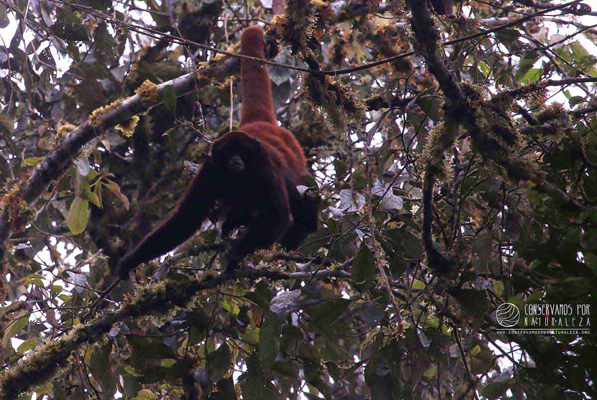 SPDA_Rufford_Yellow tailed woolly monkey in 5 hectare patch