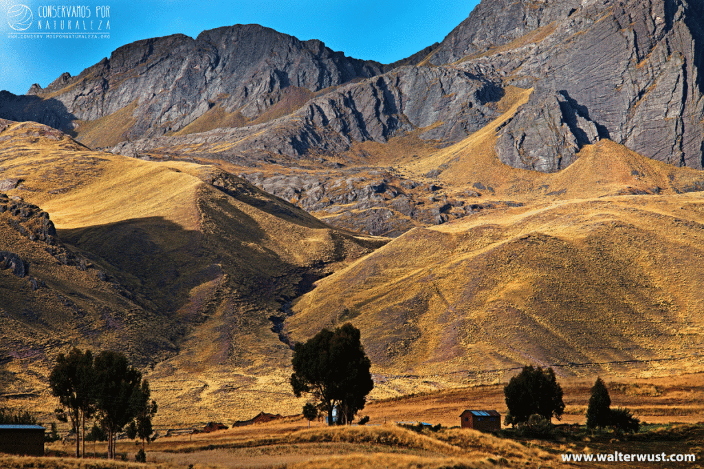 Hatun Queña