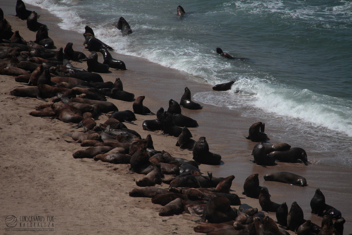 Descubre las hermosas playas vírgenes de Sechura.