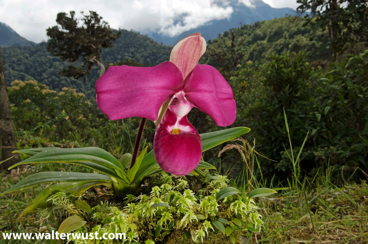 Abra Patricia Alto Nieva - Conservamos por Naturaleza