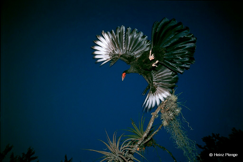 2-La-pava-aliblanca-en-peligro-critico-de-exticion-Foto-Heinz-Plenge