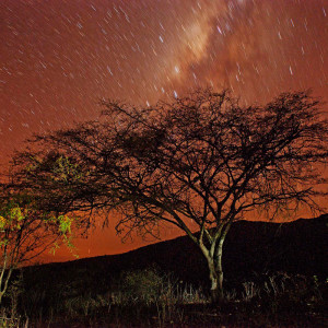 WHW_2256-bosques-secos