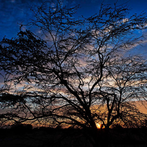 WHW_3712-bosques-secos