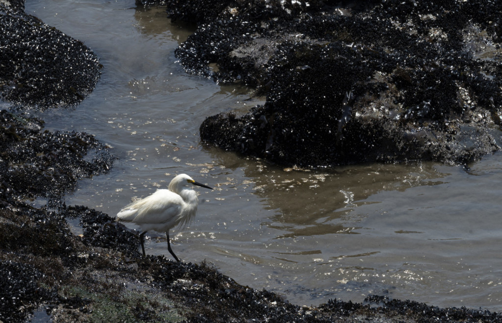 A heron is pictured on rocks covered with mussels and oil as cleaning crews work to remove oil from a beach in the Peruvian province of Callao on January 17, 2022, after a spill which occurred during the unloading process of the Italian-flagged tanker "Mare Doricum" at La Pampilla refinery caused by the abnormal waves recorded after the volcanic eruption in Tonga. - A massive volcanic eruption in Tonga triggered tsunami waves around the Pacific, with waves strong enough to drown two women in Peru, more than 10,000 kilometres (6,000 miles) away. (Photo by Cris BOURONCLE / AFP)