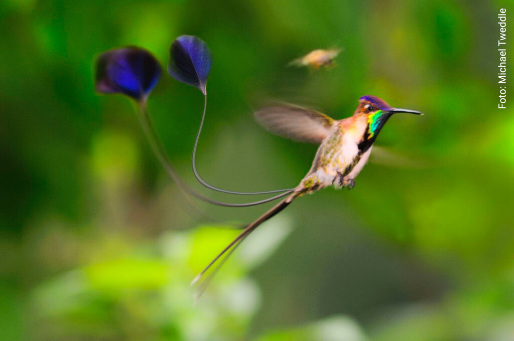 colibri cola de espátula