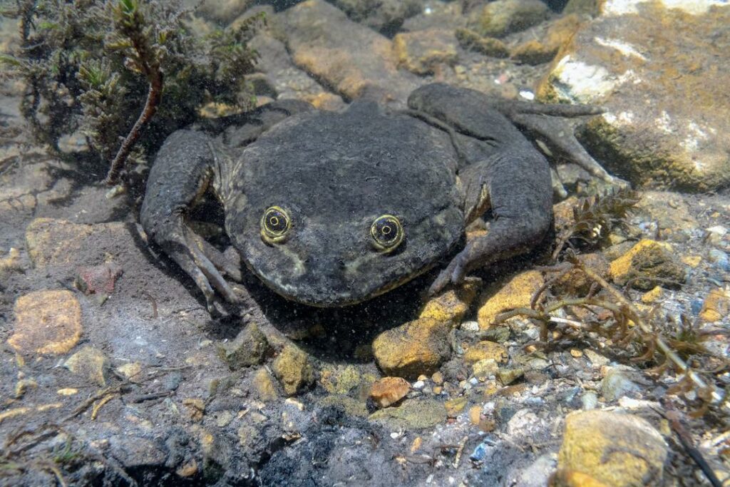 El nombre científico de la rana gigante de Junín es Telmatobius macrostomus. Foto: Roberto Elias.