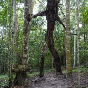 arbol bosque de huayo escultura