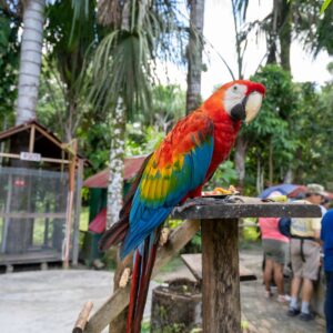 guacamayo huayo