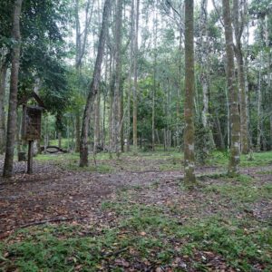 varillal bosque de arena huayo