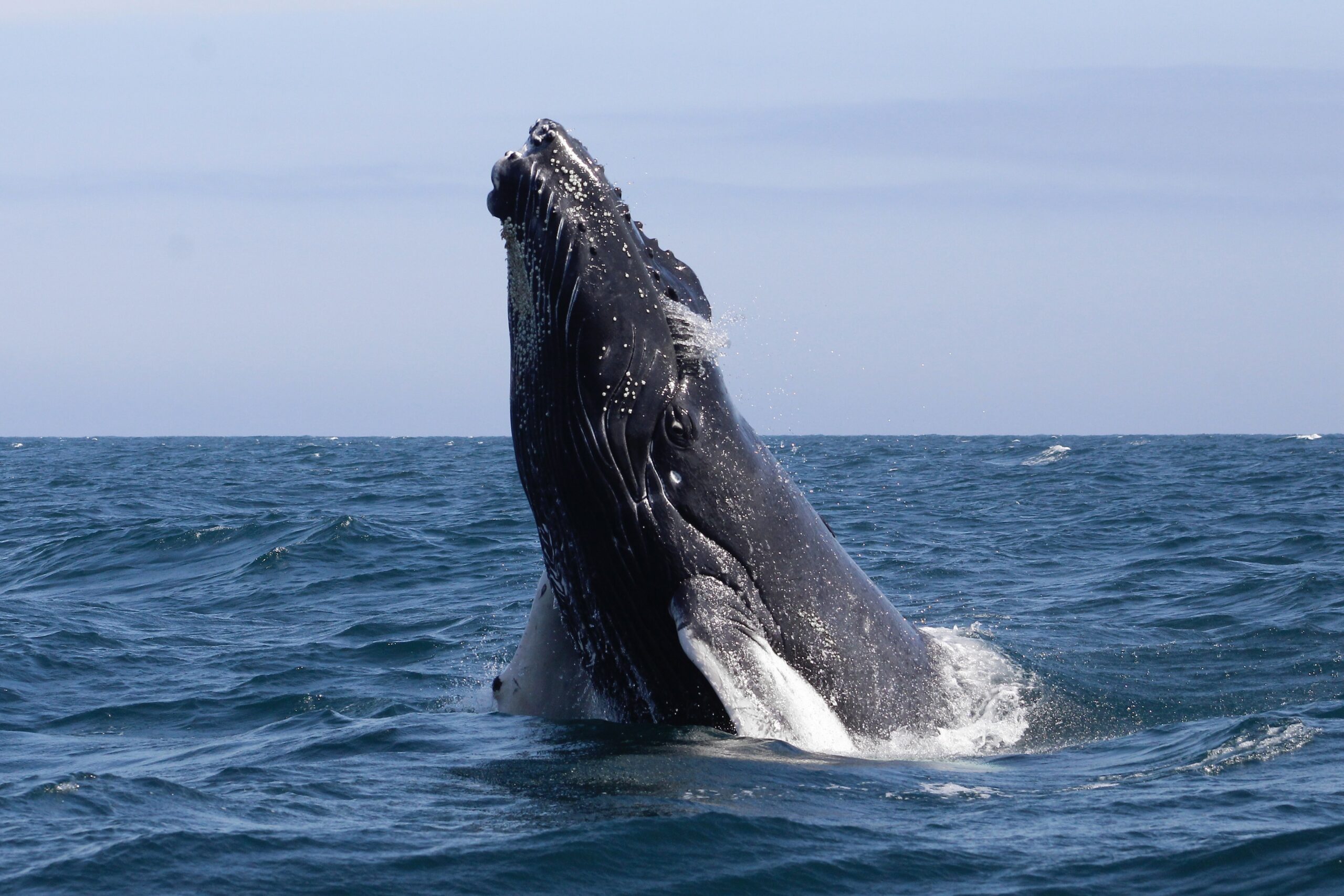Saraí Cortez, beneficiaria de la Beca Aceleradores Por Naturaleza, centra su proyecto en mejorar el turismo de avistamiento de ballenas jorobadas en el norte peruano.