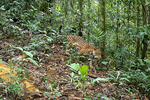 Jaguar (Panthera onca) registrado en el corredor Llollo—Potsom Posho’ll. Imagen: CEARE.