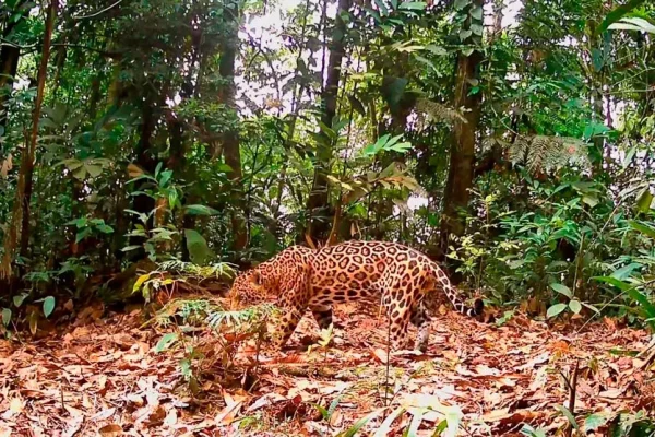 Jaguar (Panthera onca) registrado en el corredor Llollo—Potsom Posho’ll. Imagen: CEARE.