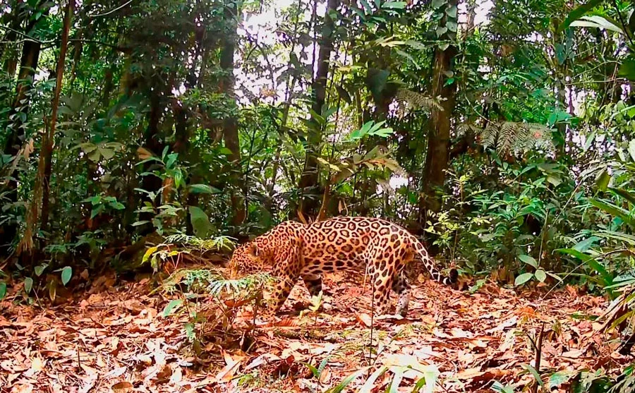 Jaguar (Panthera onca) registrado en el corredor Llollo—Potsom Posho’ll. Imagen: CEARE.