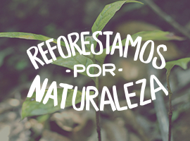 Reforesta